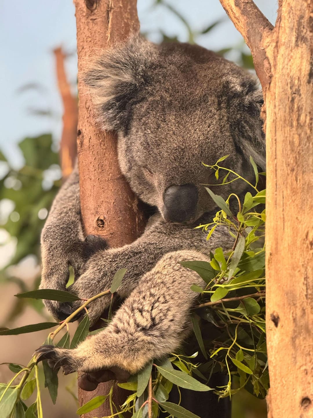 A koala sleeps while hugging a tree branch, surrounded by eucalyptus leaves in warm natural light.